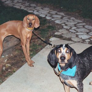 Other dogs