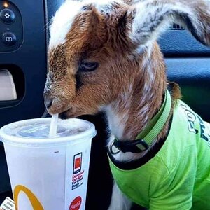 GOAT.jpg