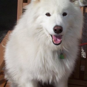 cody
