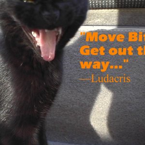 Move B*tch get out the way.