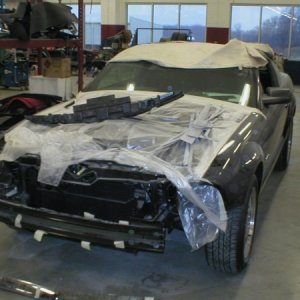 mustang