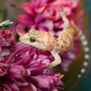Hungry Gecko