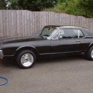 cougar