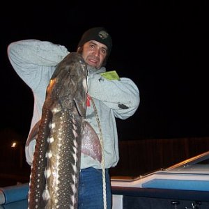 My first sturgeon