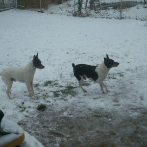 dogs