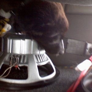 My Bass head dog