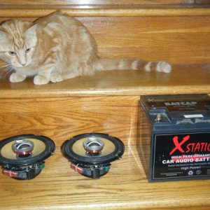 kitty!