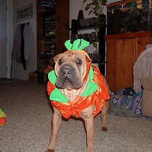 My dog