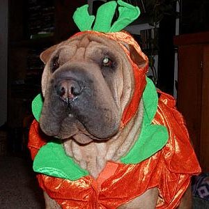 My Dog