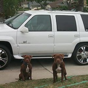 My Escalade on Foes.