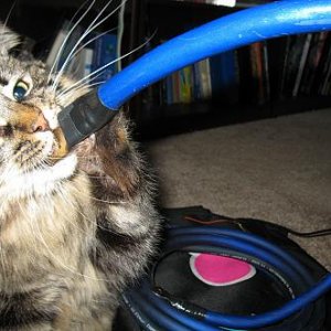 Knu Cat