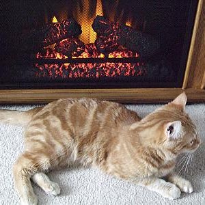 kitty