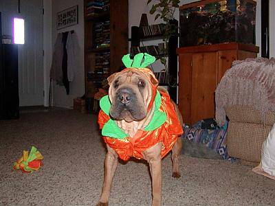 My dog