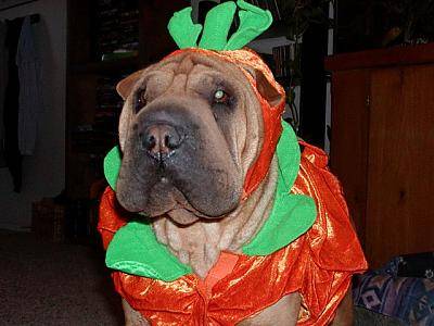My Dog