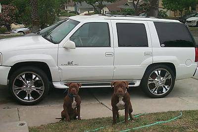 My Escalade on Foes.