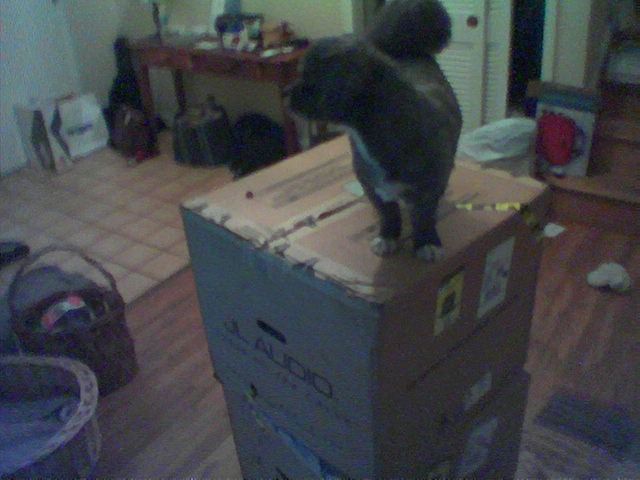 my pooch on the boxes that i had to lug inside.....heavy as crap to the iza