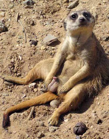 lemurpenis.jpg