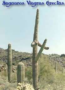cactus.jpg