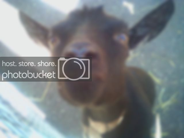 Babygoat.jpg
