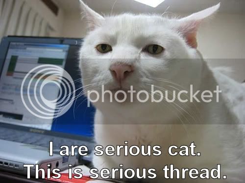 serious-cat.jpg