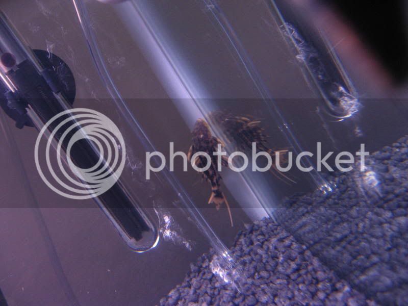 plecos011.jpg