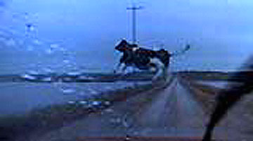 flying+cow.jpg