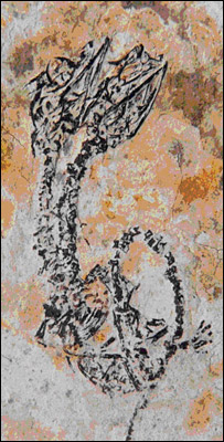 _42371415_reptile_cnrs_203.jpg