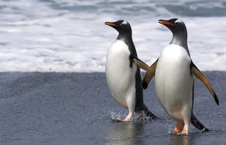 penguins_1120746c.jpg