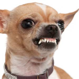 small-dog-sydrome-300x300.jpg