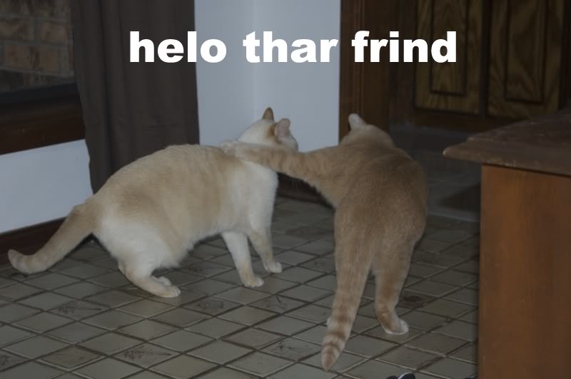 helo.jpg