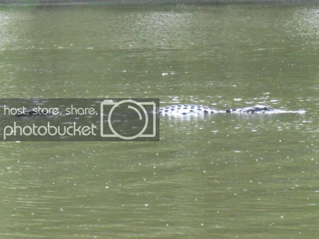 gator019.jpg