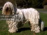 komondor.jpg