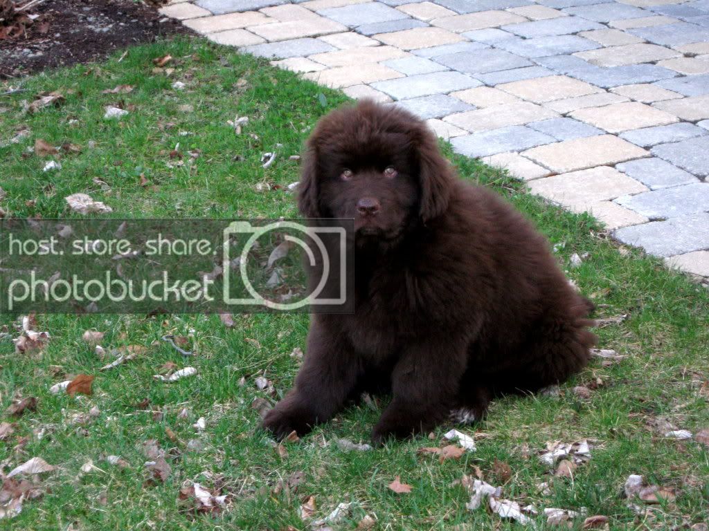 Pups_021.jpg