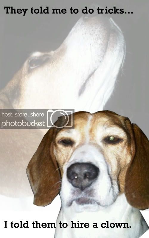 dogggggg.jpg