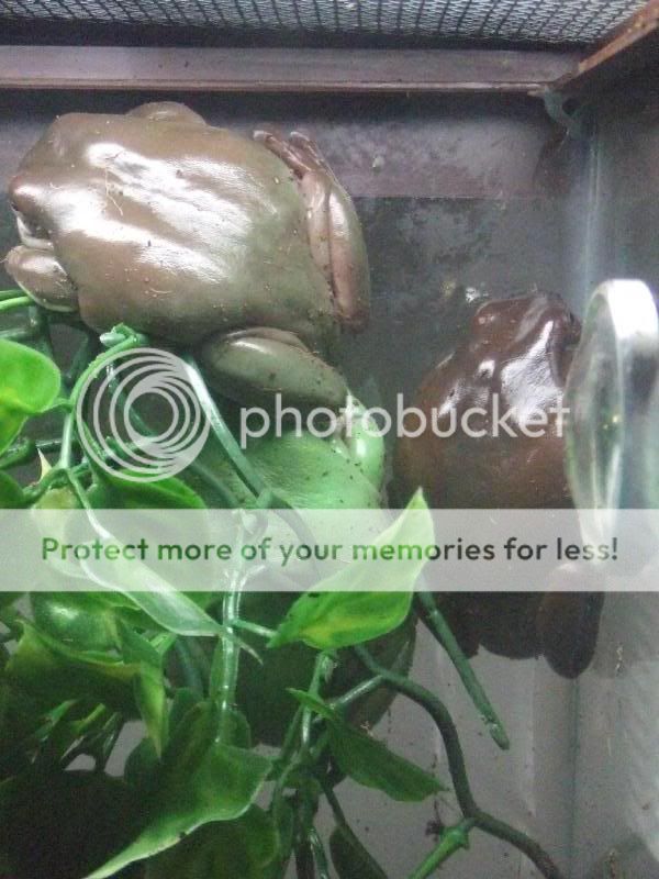frogs.jpg