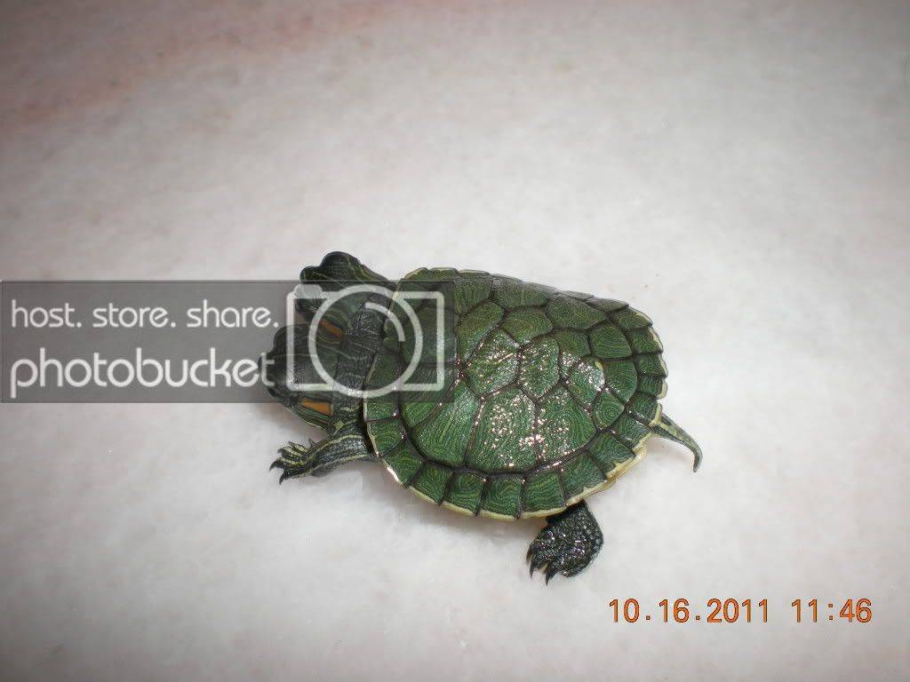 twoheaded016.jpg