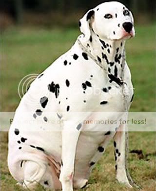 fat_dog_006.jpg