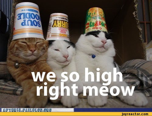 funny-pictures-stoner-humor-auto-cats-474961.jpeg