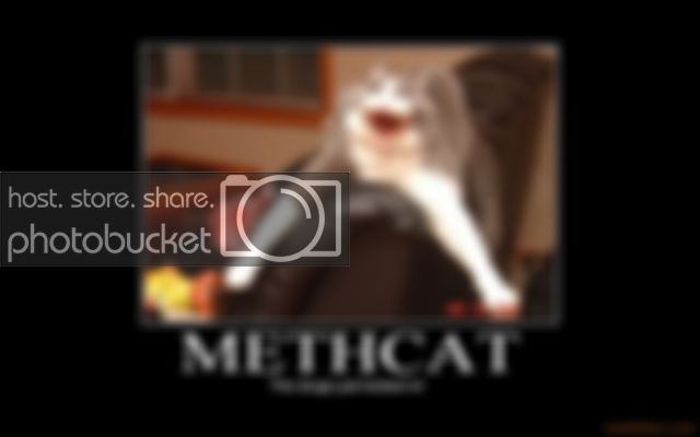 methcat-cat-on-crack-demotivational.jpg