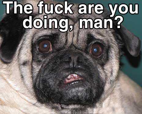 wtf-you-doing-dog-confused-12591167980.jpg