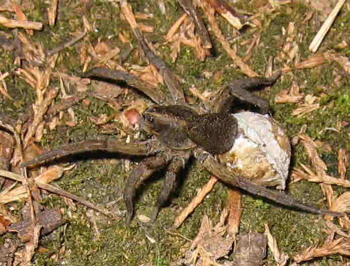 Dan.%20huge%20spider.jpg