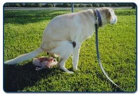 dog-pooping.jpg