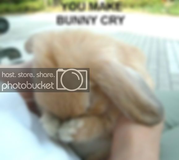 bunnycry.jpg