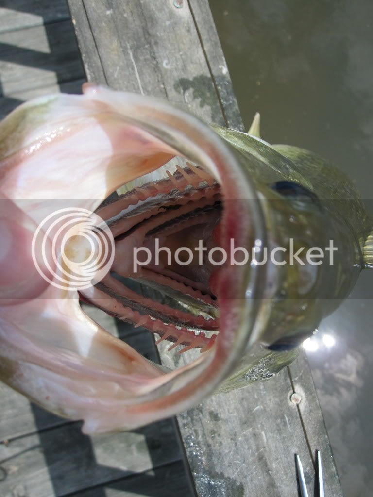 IMG_0275.jpg