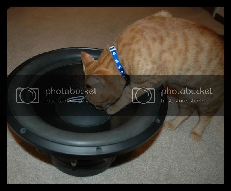 pwntcat2border.jpg