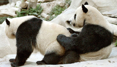 panda_sex.jpg