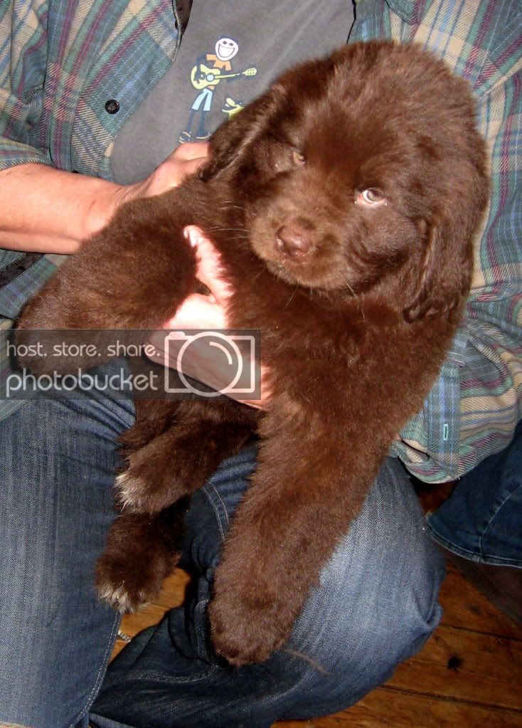 Pups_004.jpg