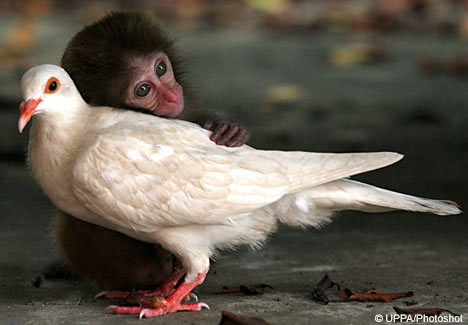 monkey-and-pigeon.jpg