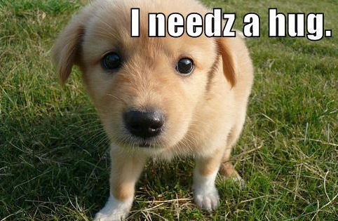 I-need-a-Hug-dogs-11064612-482-315.jpg