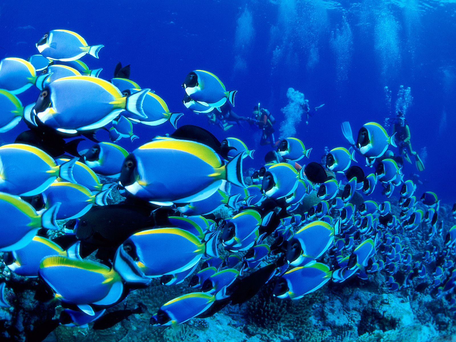 blue-fish_wallpapers_14504_1600x1200.jpg